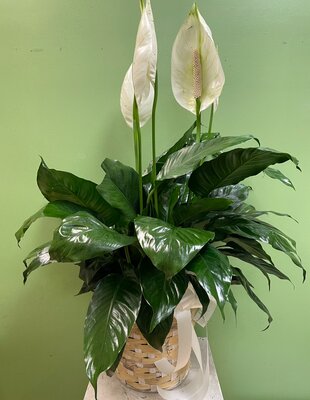 Peace Lily 8"