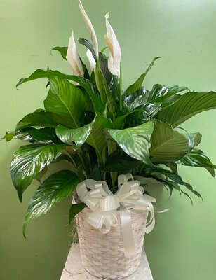 Peace Lily 10"